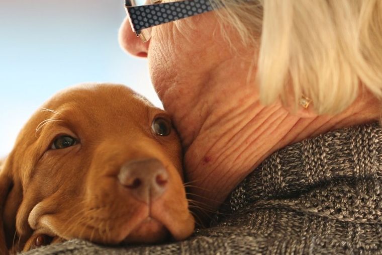 La obra social implementará a los perros para que acompañen a los pacientes internados