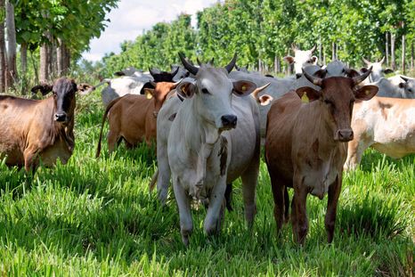 La "supervaca" cebú fue mejorada genéticamente en Brasil hasta alcanzar su mejor condición.