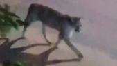 Un puma fue captado en un video por un vecino de Valeria del Mar paseando cerca de un balneario en una zona residencial. Captura de video. Un puma fue captado en un video por un vecino de Valeria del Mar paseando cerca de un balneario en una zona residencial. Captura de video.