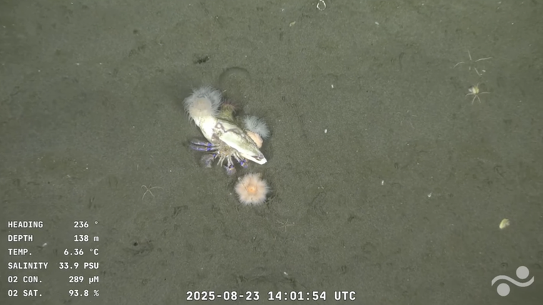 El cangrejo ermitaño. El cangrejo ermitaño.