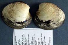 cientificos se defienden de la acusacion de asesinos de almejas