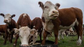 En Uruguay hay 11,3 millones de vacas y 3,4 millones de personas, lo que lo convierte en el país con más ganado per cápita del mundo. En Uruguay hay 11,3 millones de vacas y 3,4 millones de personas, lo que lo convierte en el país con más ganado per cápita del mundo.