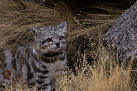 Desde el gato andino hasta la ranita del Pehuenche, varias especies de Mendoza enfrentan amenazas cada vez más difíciles de revertir. Desde el gato andino hasta la ranita del Pehuenche, varias especies de Mendoza enfrentan amenazas cada vez más difíciles de revertir.