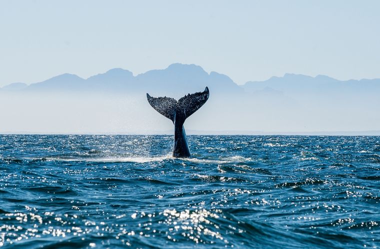 Sueños Conoce el significado de soñar con ballenas Foto: Shutterstock
