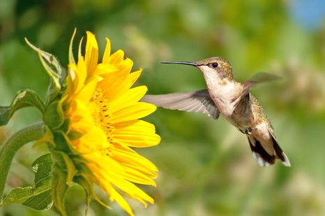 Consigue plantas para alimentar a los colibríes en el jardín. Foto: Shutterstock Consigue plantas para alimentar a los colibríes en el jardín. Foto: Shutterstock