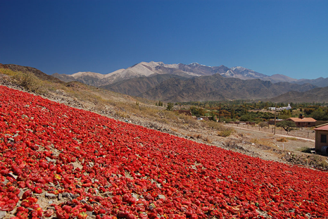 El pueblo de Salta que cobra relevancia en el turismo slow. El pueblo de Salta que cobra relevancia en el turismo slow.
