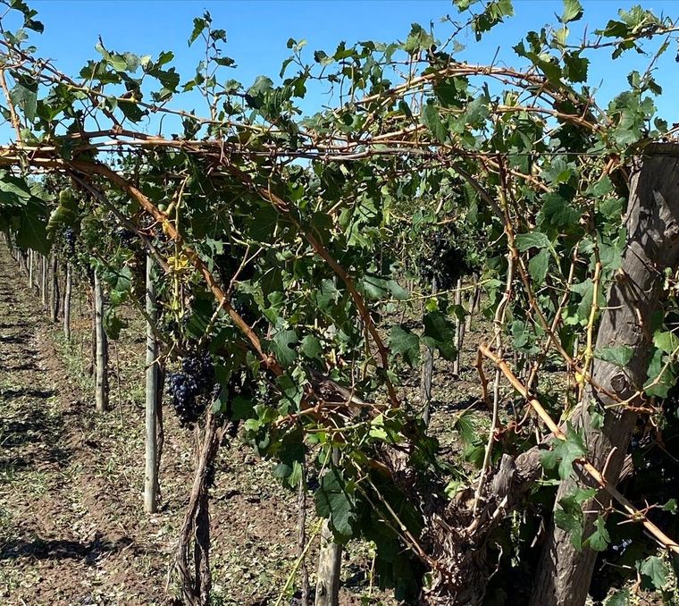 Hasta el momento, se estima que los daños en las fincas del Este mendocino llegaron al 70% Foto: Gentileza Acovi
