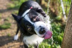 en los ultimos anos subio la expectativa de vida de las mascotas