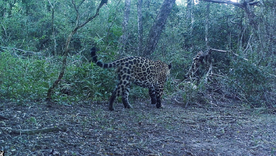El yaguareté es un animal en peligro de extinción que busca ser reinsertado por la Fundación Rewilding Argentina. El yaguareté es un animal en peligro de extinción que busca ser reinsertado por la Fundación Rewilding Argentina.