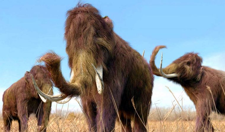 mamuts Así eran los mamuts y podrían ser clonados. Foto: Efe.