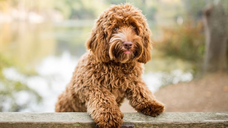 Foto: .biobiochile.cl