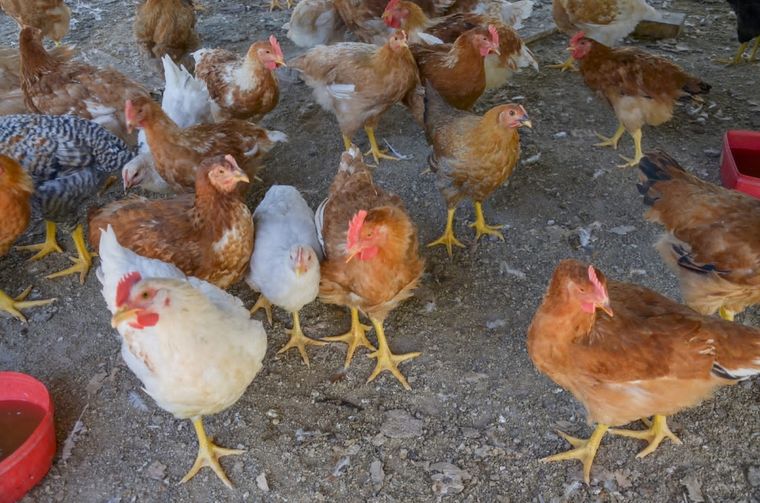 Confirmaron un brote de gripe aviar en Gaiman, Chubut Foto: Senasa