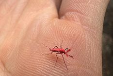 Mosquitos fluorescentes son esterilizados con radiación iónica. Foto: Gentileza