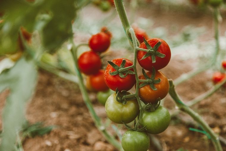 Huerto en casa Con estos sencillos consejos podrás cultivar tomates en tu jardín Foto: Pexels