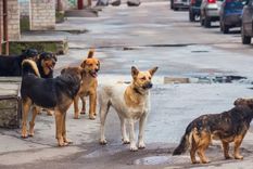 Una joven fue asesinada por una jauría cuando salió a correr