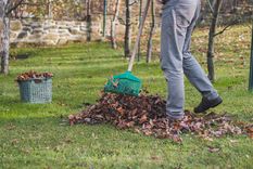 No esperes más para implementar la resiembra otoñal y disfrutar de un césped perfecto, ¡Seguí esta guía! Foto: Shutterstock