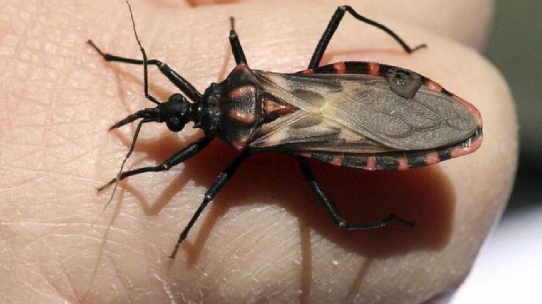 La evaluación de Chagas se realizará a quienes tengan entre 0 y 4 años en Capital, Godoy Cruz, Guaymallén y Las Heras Foto: Archivo