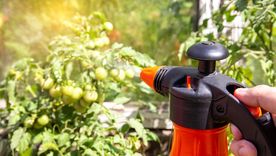 JARDÍN Aplicar insecticidas es crucial para mantener a los insectos dañinos lejos de las plantas. Foto: SHUTTERSTOCK.