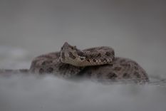 Recomendaciones sobre como actuar ante la presencia de serpientes en la casa o espacios naturales.