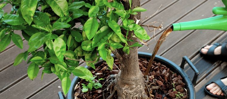 Este fertilizante es ideal para regar todas tus plantas, especialmente los cítricos Foto: Shutterstock
