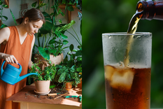 JARDÍN LOS REFRESCOS PUEDEN SER DE GRAN AYUDA EN LAS TAREAS DEL JARDÍN. Foto: SHUTERSTOCK