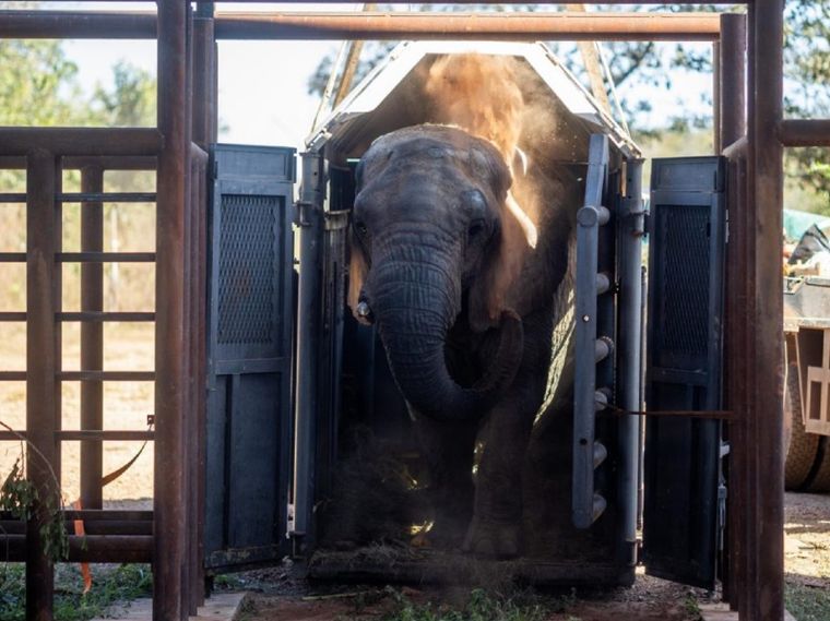 La elefanta Kenya tardó solo 20 minutos en salir de la jaula al llegar al santuario. 