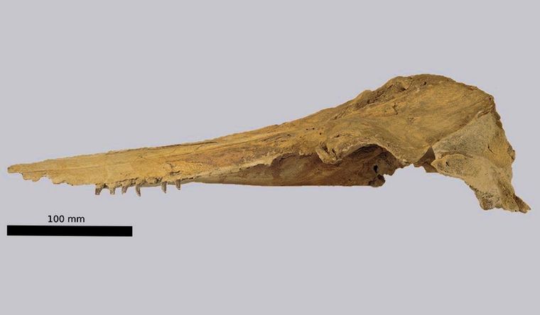 Fósil de la cabeza de Aureia rerehua. Foto: Dpa.