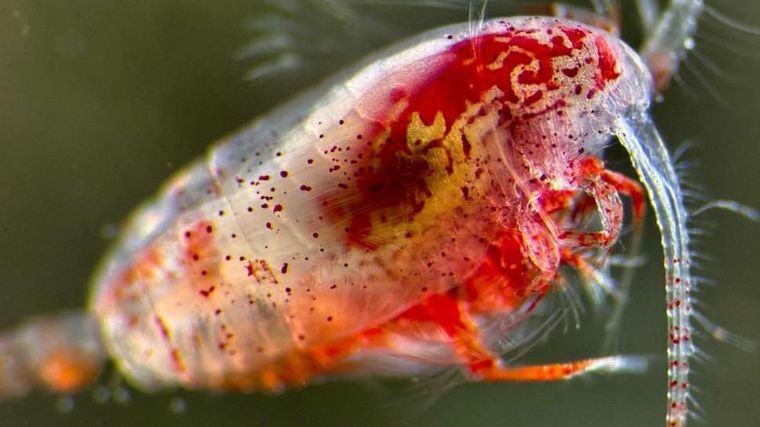 Estos animales suelen venderse como alimento para acuarios.