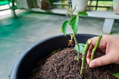 MDZol | Con este método, los esquejes de rosa logran desarrollarse en condiciones controladas, aumentando las posibilidades de éxito Foto: Shutterstock