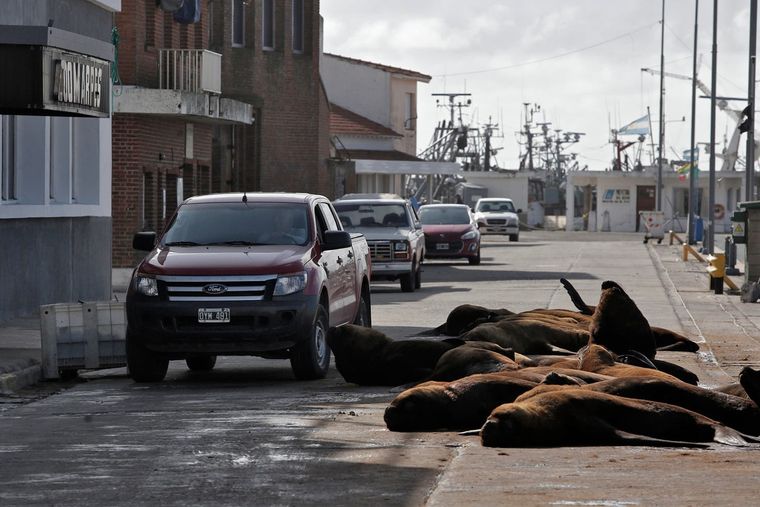 La cuarenteha hizo que los lobos marinos ganaran las calles de Mar del Plata