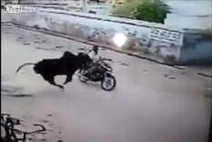 Un toro embistió a un motociclista