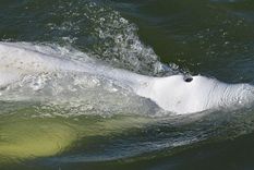 Los observadores científicos dicen que la ballena parece estar desnutrida. Foto: GETTY IMAGES Los observadores científicos dicen que la ballena parece estar desnutrida. Foto: GETTY IMAGES