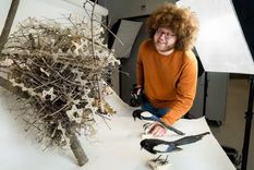 El biólogo Auke-Florian Hiemstra dice que las aves parecen estar usando las púas como los humanos pretendían: para mantener alejados a sus depredadores. Foto: ALEXANDER SCHIPPERS