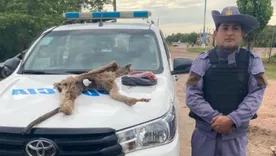 La Policía Rural de Chaco allanó una vivienda y secuestró el cuero y la carne de un puma cazado ilegalmente.