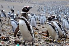 La estancia es lindera a la reserva de Punta Tombo, considerada uno de los apostaderos de Pingüinos de Magallanes más grande del mundo Foto: Municipalidad de Trelew