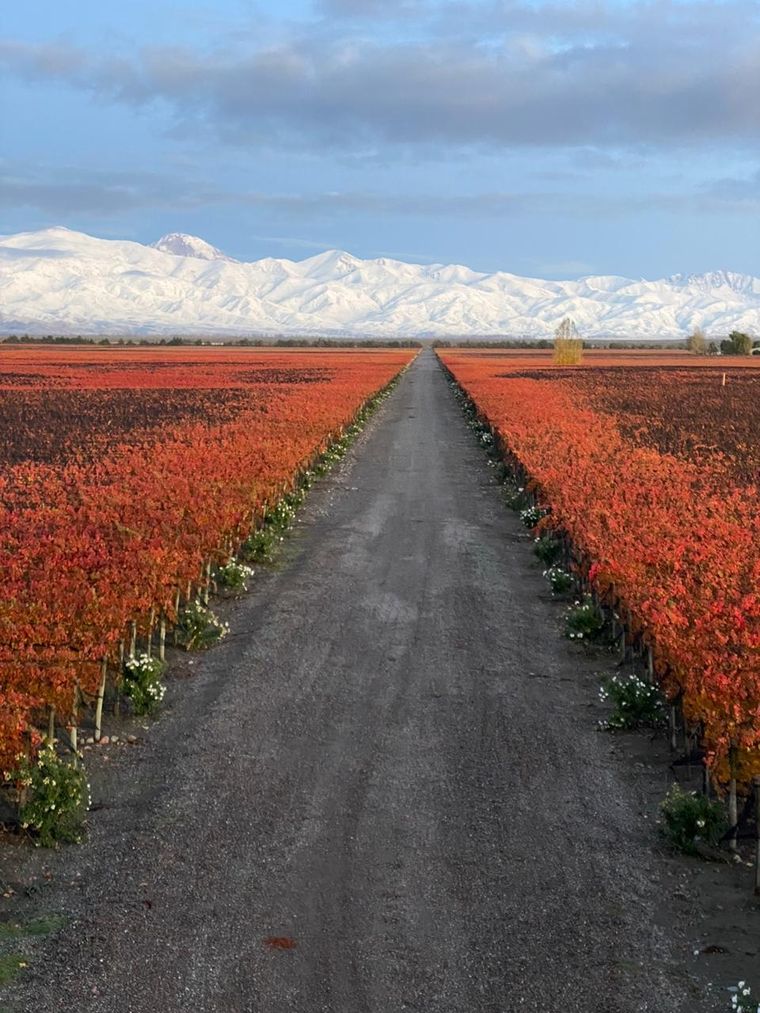 Foto: Bodega Rutini, Valle de Uco