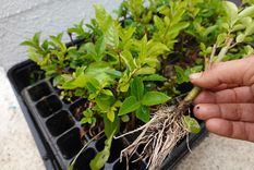 El enraizador casero que es oro puro para las plantas del jardín Foto: Shutterstock