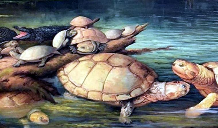 Recreación de las tortugas gigantes descubiertas en Socha, Boyacá, de la especie Puentemys mushaisaensis Foto: DPA