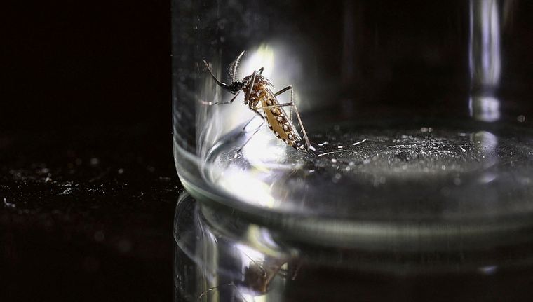 Una investigación argentina, clave para frenar la propagación del dengue. Foto: NA