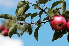 Todos desean tener este árbol frutal en casa Foto: Shutterstock Todos desean tener este árbol frutal en casa Foto: Shutterstock