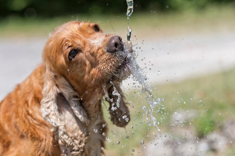 Mascotas en verano: los perros pueden sufrir golpes de calor. Foto: Shutterstock
