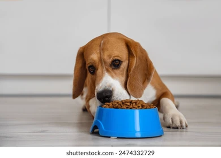 Los beneficios y peligros de darle naranja a tu perro. Los beneficios y peligros de darle naranja a tu perro. 