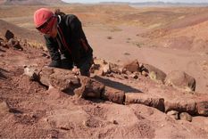 La paleontóloga argentina Claudia Marsicano, al descubir el fósil supo que se trataba de algo completamente diferente. Foto: BBC