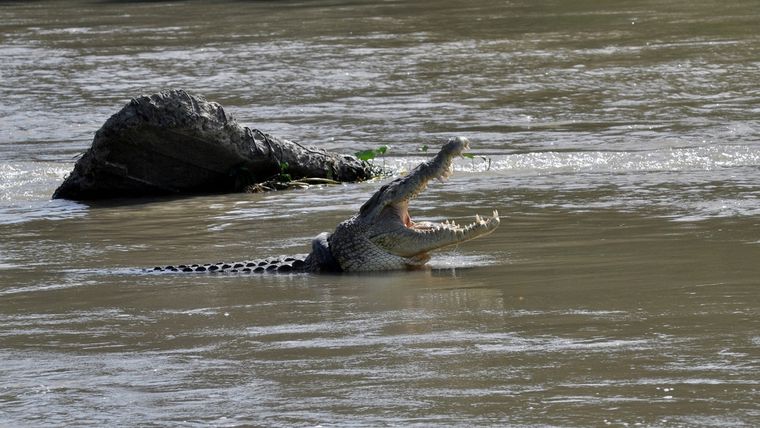 Un cocodrilo con un neumático de motocicleta usado alrededor de su cuello ve en un río en Palu, provincia indonesia de Sulawesi Central, diciembre de 2019.