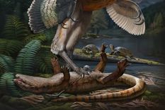 magnifico descubrimiento en china: hallaron un eslabon clave en la evolucion de las aves