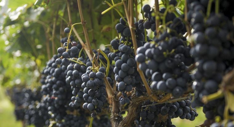 Siguiendo la tendencia actual la vitivinicultura argentina avanza hacia la trazabilidad y la determinación de la huella de carbono.