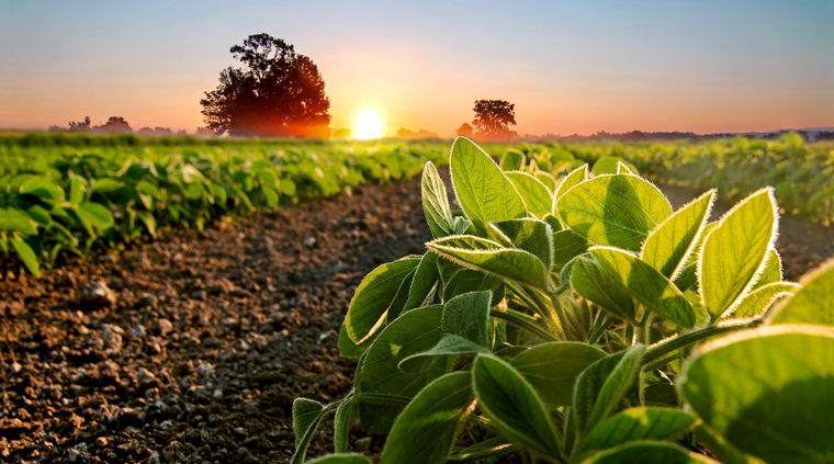 Brasil lidera la producción de soja mundial Foto: shutterstock.com