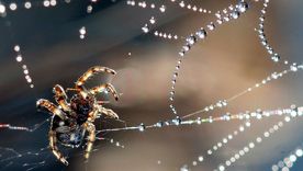 araña Un sueño que deja pensando. Foto: Efe.