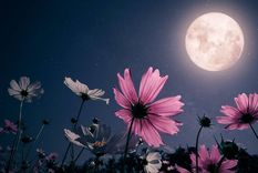 Qué es y cómo elaborar un jardín lunar (Shutterstock).