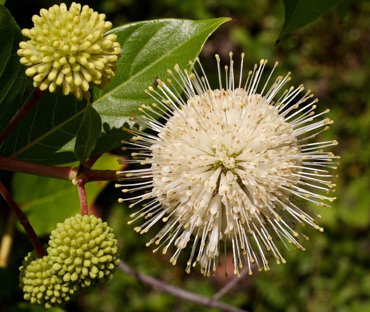 Cephalanthus occidentalis o aroma de laguna. Foto: Wikipedia